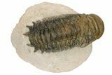 Bargain, Crotalocephalina Trilobite - Foum Zguid, Morocco #181249-1